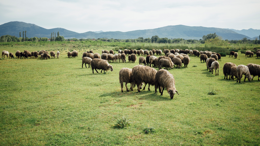 Algunos beneficios de Qurbani